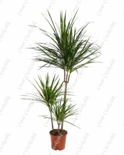Dracaena Marginata 3'lü Saksı Çiçeği C-SAK179