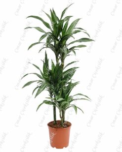 Drachenbaum Ulysses 3lu Saksı Çiçeği C-SAK187