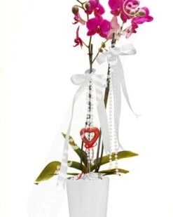 Çiftli Pembe Natürel Orkide C-OR157