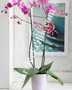 Çift Dal Pembe Sevgilime C-OR155