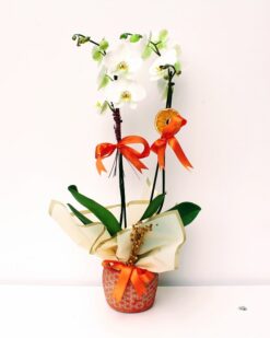 Ellia İkili Beyaz Orkide