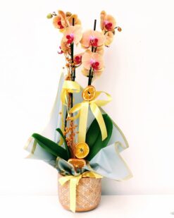 Vintage İkili Turuncu Orkide