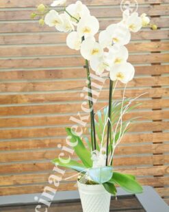 İkili Beyaz Orkide C-OR149