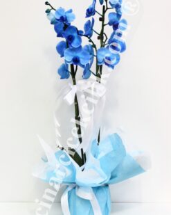 Mavi Orkide Blue Orkide C-OR112