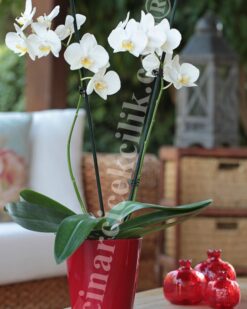 2'li Kırmızı Vazo Beyaz Orkide C-OR110