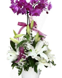 İkili Pembe Orkide C-OR135