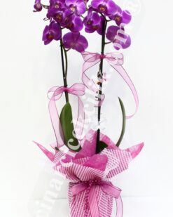 Pembe Orkide İki Köklü C-OR114