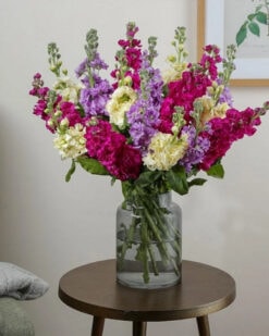 Renk Çümbüşü Şebboy