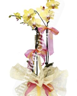 Sarı Orkide Çiçeği