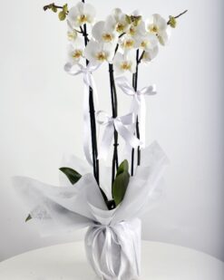 3 KANDİLLİ ORKİDE ŞOKK FİYATA