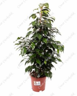 Yeşil Benjamin Saksı Çiçeği 50Cm C-SAK163