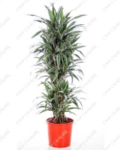 Yeşil Beyaz 5'li Dracena C-SAK147