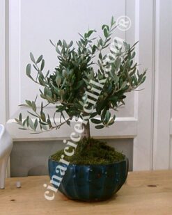 Zeytin Bonsai Mavi Tabak