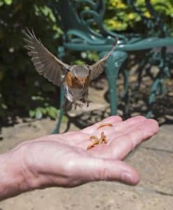 How to Feed a Bird Worms