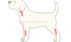 横向きに立つ犬と採血に使う静脈の位置