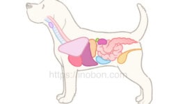 横向きに立つ犬のシルエットと体の主な臓器の図