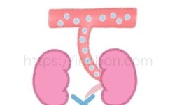 腎臓が老廃物を処理できない