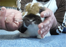 両腕を使う給餌･補水