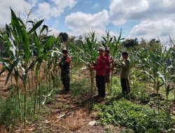 Sinergi Babinsa dan Petani: Suksesnya Panen Jagung di Desa Karau