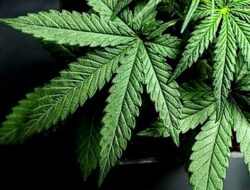 Ganja dan Kemunafikan