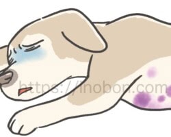 貧血状態で元気がない犬、倒れている、腹部に紫斑が出ている