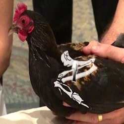How to Bandage a Bird Wing