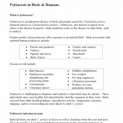 How to Prevent Psittacosis in Birds