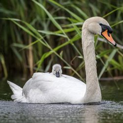 Cygnet Institute, adult swan and cygnet