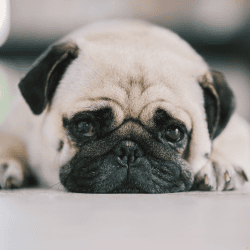 Übergewicht beim Hund