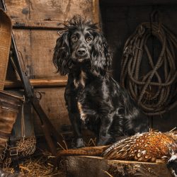 gundog-kerto-field-sports