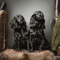 two-black-working-cockers-gundog-kerto-field-sports