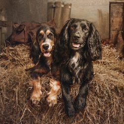 two-working-cockers-gundog-kerto-field-sports