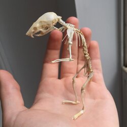 mouse skeleton