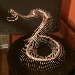 rattlesnake skeleton