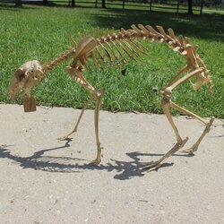 patagonian cavy/mara skeleton