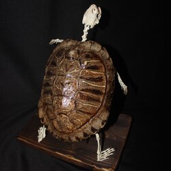 turtle skeleton