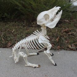 pig skeleton