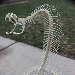 rattlesnake skeleton