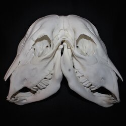 two headed cow skull