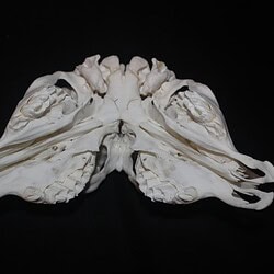 palate of diprosopus calf skull