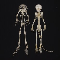 frog skeleton and monkey skeleton
