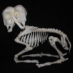 two headed goat skeleton