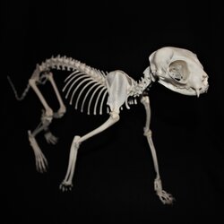 walking cat skeleton