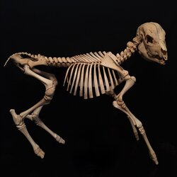 two headed cow skeleton