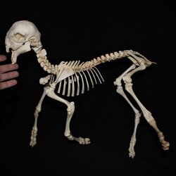 deformed goat skeleton