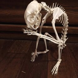 cat skeleton