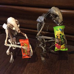 raccoon skeletons