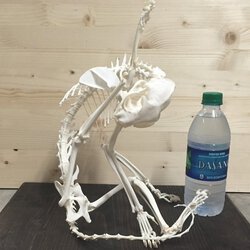 cat skeleton