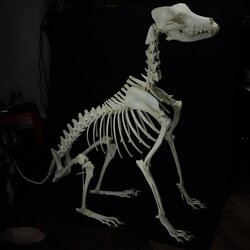 husky skeleton