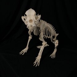 english bulldog skeleton
